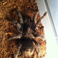 G. Pulchra?