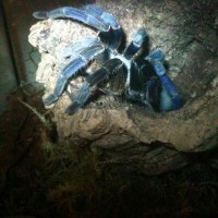 Haplopelma lividum