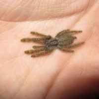 Stromatopelma calceatum