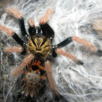 Chromatopelma cyaneopubescens