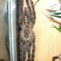 Poecilotheria rufilata