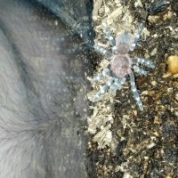 A.Geniculata. female spiderling