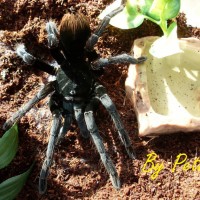 Pamphobeteus antinous