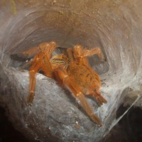 OBT