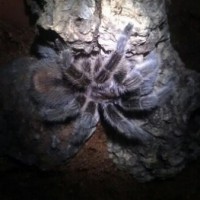 Grammostola rosea