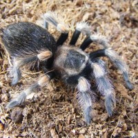 Pre-molt B.smithi juvenile