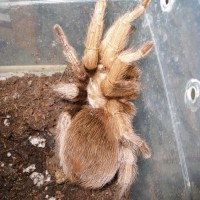 Aphonopelma schmidti