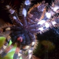 Poecilotheria Fasciata