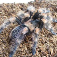 Post-Molt B.smithi Juvenile