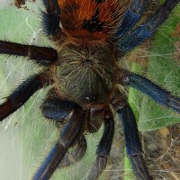 Chromatopelma cyanopubescens