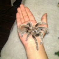 Grammostola rosea