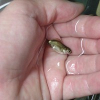 Goldfish and Birstlenose Babies