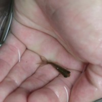 Goldfish and Birstlenose Babies