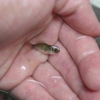 Goldfish and Birstlenose Babies