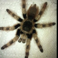 Black and white birdeater?