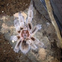 help with id. Advertised as G.Rosea