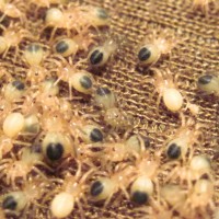 Aphonopelma hentzi spiderligs 1st instars