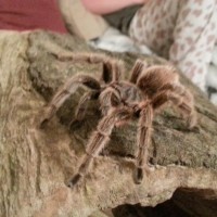 my G.Rosea delilah