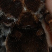 brachypelma auratum sexing