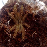 Stromatopelma