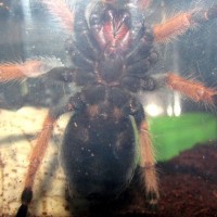 please sex  my Brachypelma boehmei