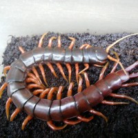 scolopendra dehaani