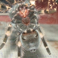 Brachypelma smithi sexing