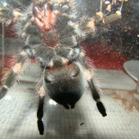 Brachypelma smithi sexing