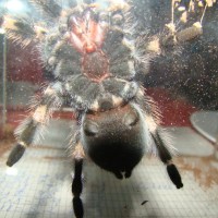 Brachypelma smithi sexing