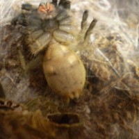 Male or female? Ceratogyrus sanderi