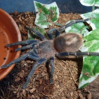 Homoeomma sp. "blue"