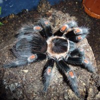 Brachypelma auratum