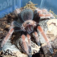 Brachypelma boehmei (sling)