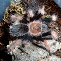 Brachypelma boehmei (sling)