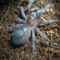 fat G. pulchra sling