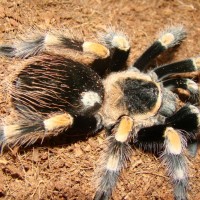 Brachypelma smithi,Mexican Red Knee