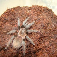 Brachypelma albioceps