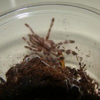 Poecilotheria regalis