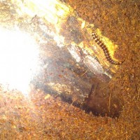 Millepedes in scorpion enclosure