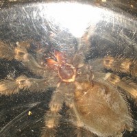 B. smithi