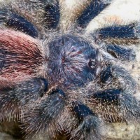 Avicularia urticans