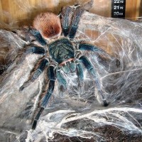 Chromatopelma cyaneopubescens