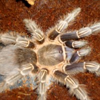 Aphonopelma semmanni