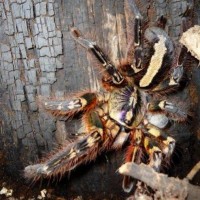 Poecilotheria ornata