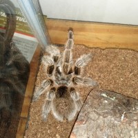 Daisy (Grammostola rosea)