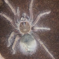 Theraphosa Apophysis