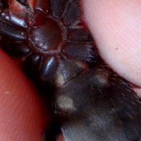 2 inch B. smithi...Male/Female?