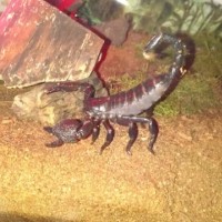 Pandinus imperator - Emperor Scorpion