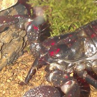 Pandinus imperator - Emperor Scorpion