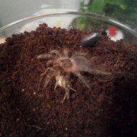 Grammostola pulchripes